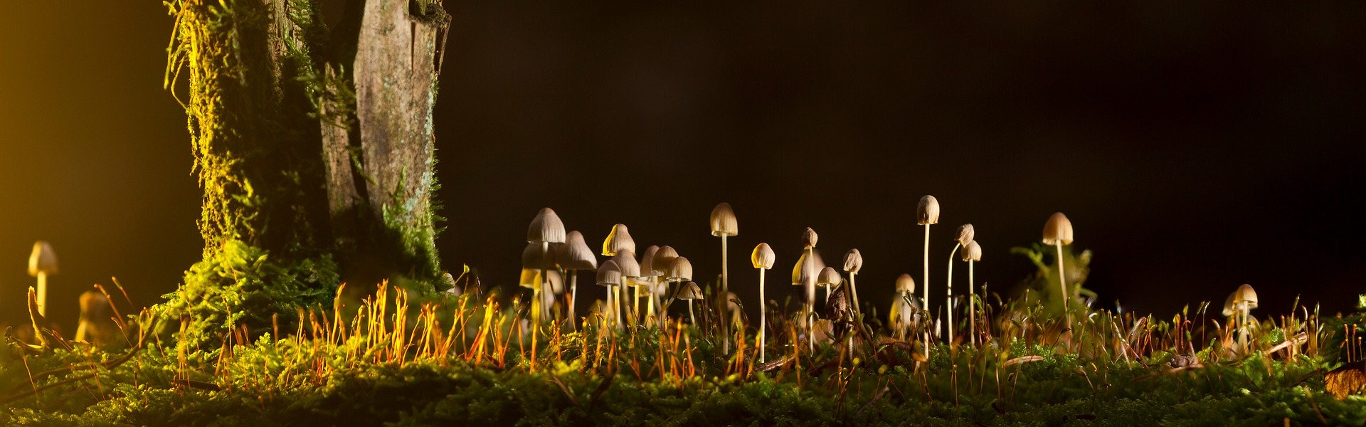 mushrooms